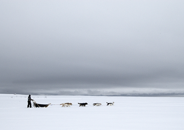 sledetocht van Noorse husky's in Noorwegen