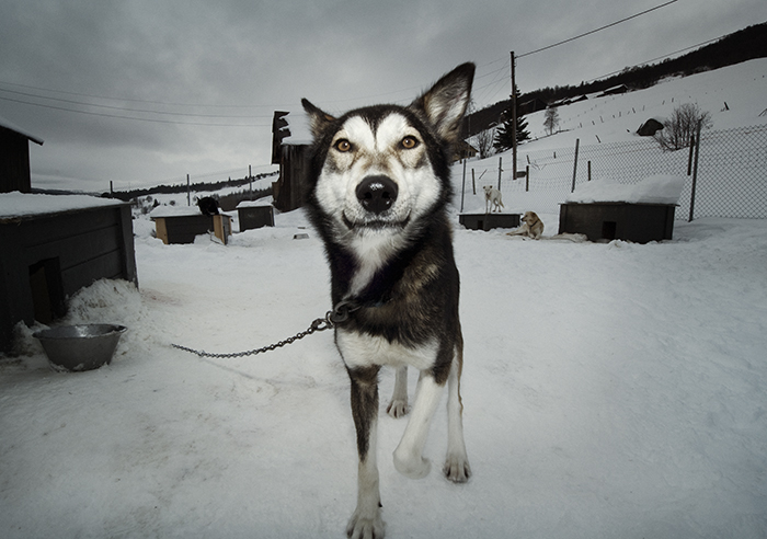 Norwegian sledge dogs