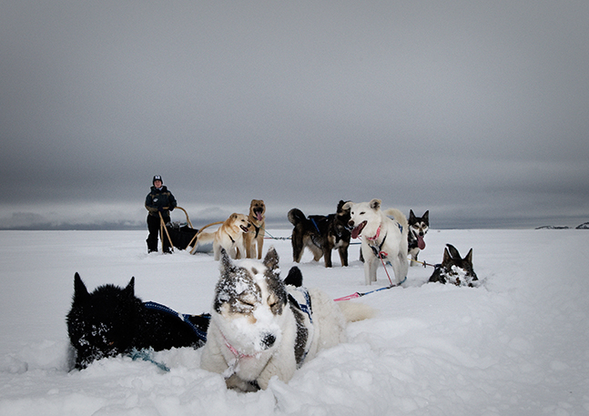 Noorse husky's nemen een pauze in de sneeuw