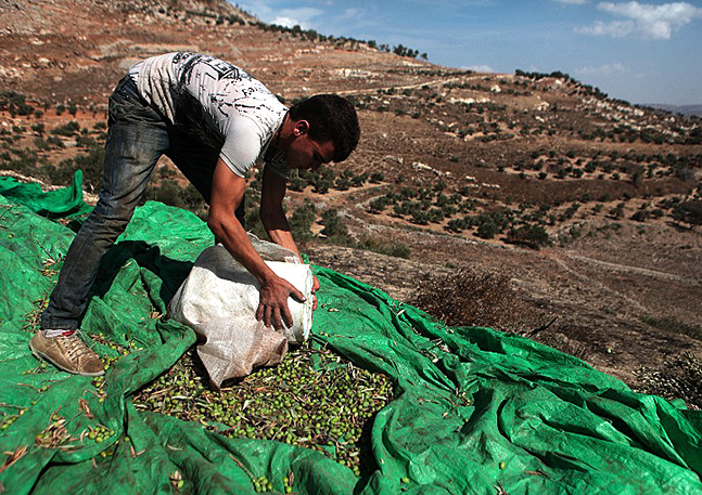 Olijvenoogst Beit Sahour Westelijke Jordaanoever| Nomad&Villager