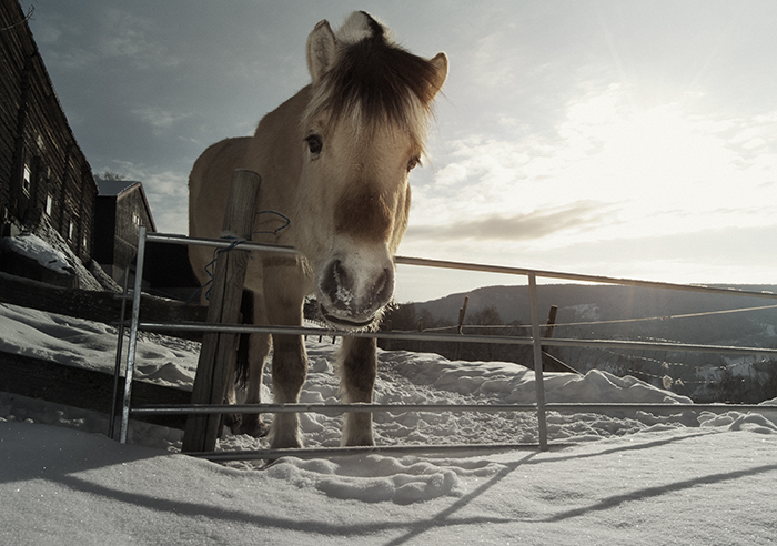 Norwegian horse or hest Nomad&Villager Hallindal Norway