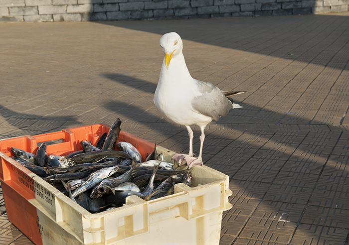 seagull stealing Jack mackerel