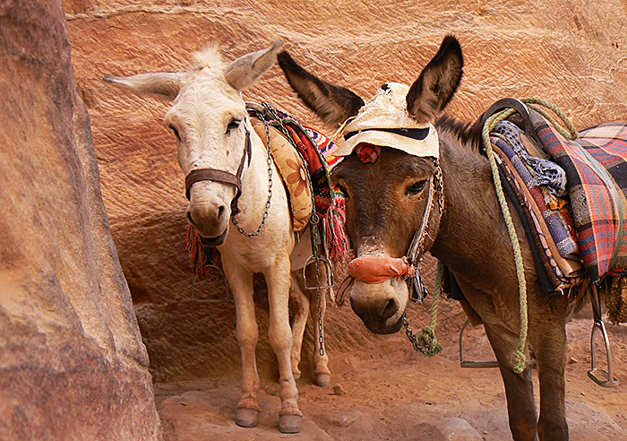 Ezels in Petra Jordanië zijn niet altijd goed verzorgd volgens de Brooke kliniek. Nomad&Villager
