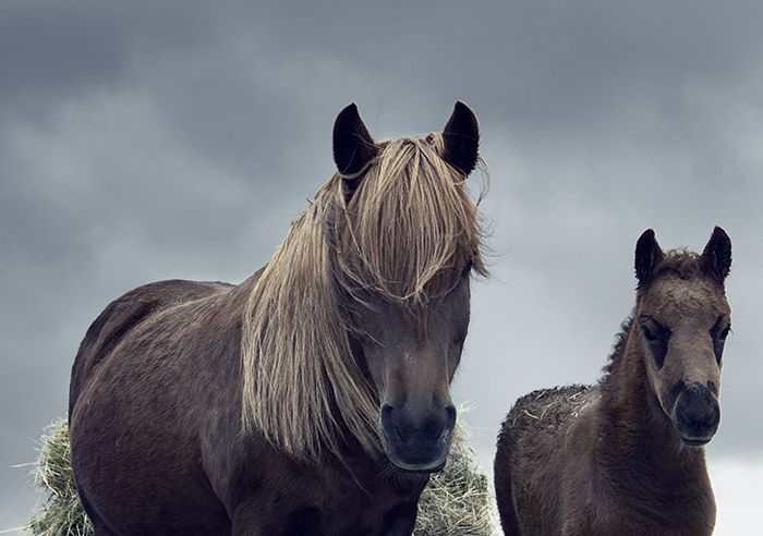 Icelandic horses Nomad&Villager