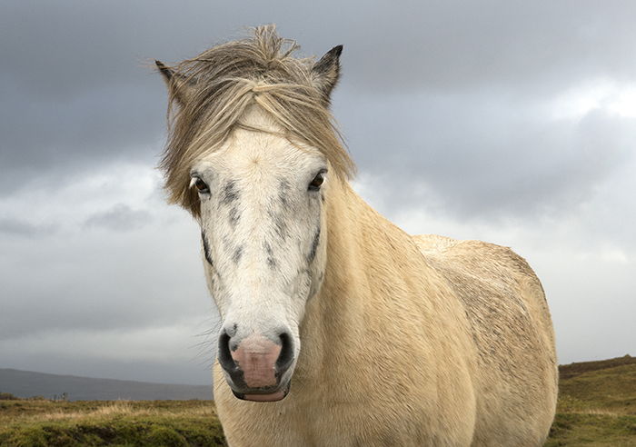 IJsland verhaal Haldór Laxness waarin een paard van de waterval van Goðafoss valt