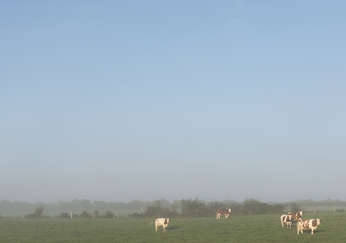 Franse koeien. Hollandse koeien, Belgische koeien